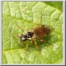 Aglaostigma sp - Blattwespe 01a 6mm.jpg